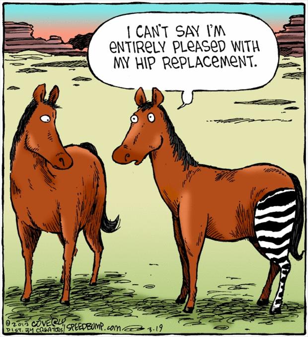 1995619945-funny-horse-hip-replacement.jpg