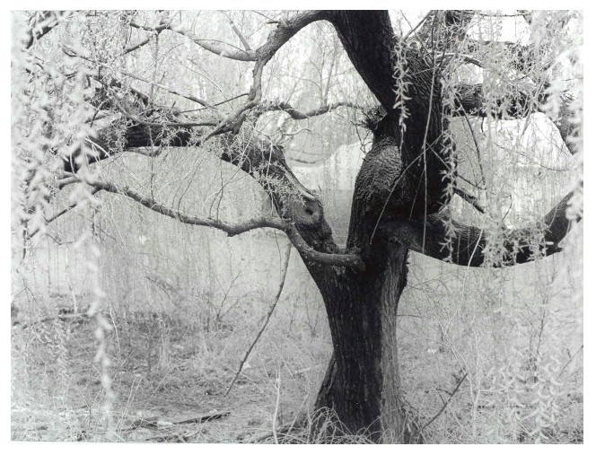 Sketches Of Tree With Quotes. QuotesGram