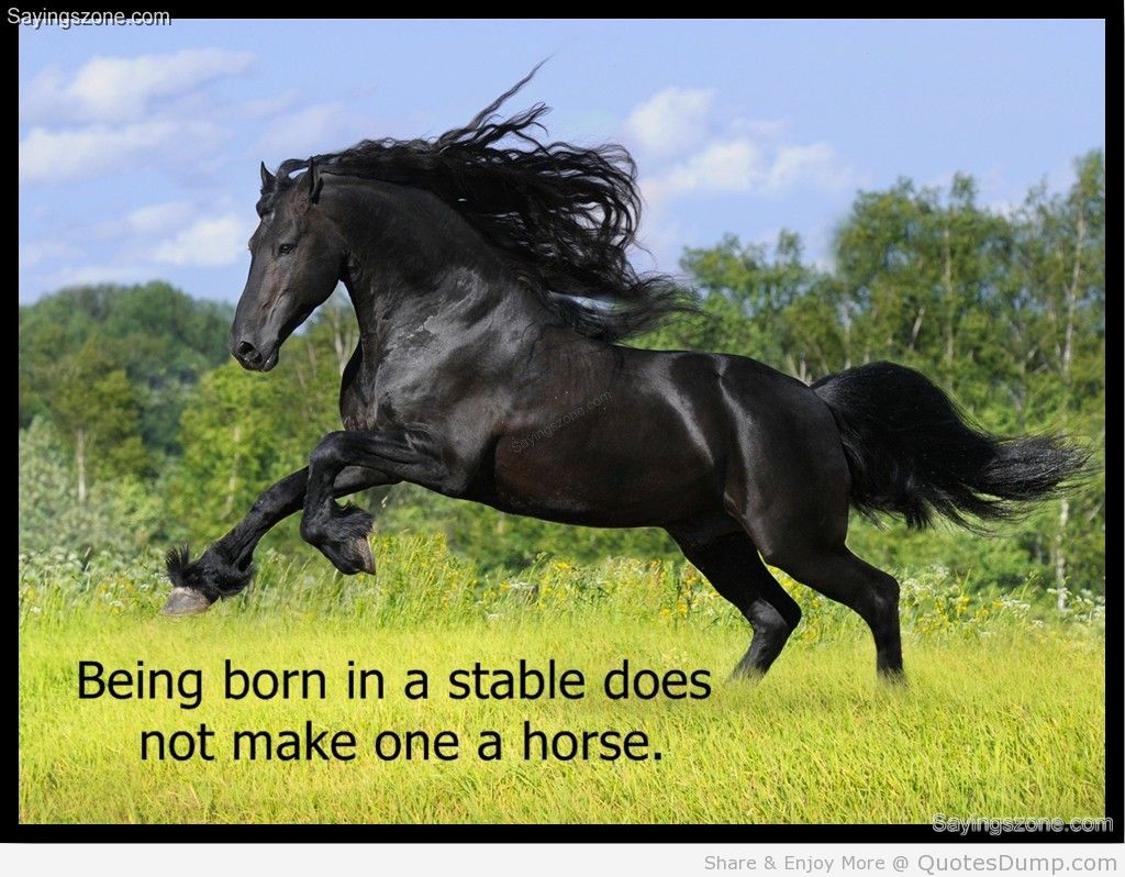 Meaningful Horse Quotes. QuotesGram