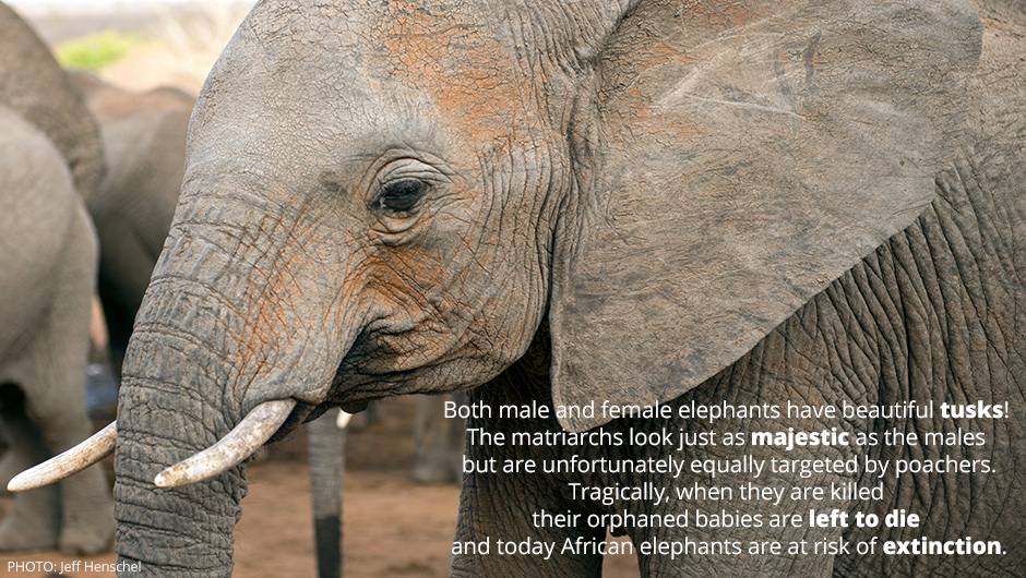 Quotes About Friendship And Elephants