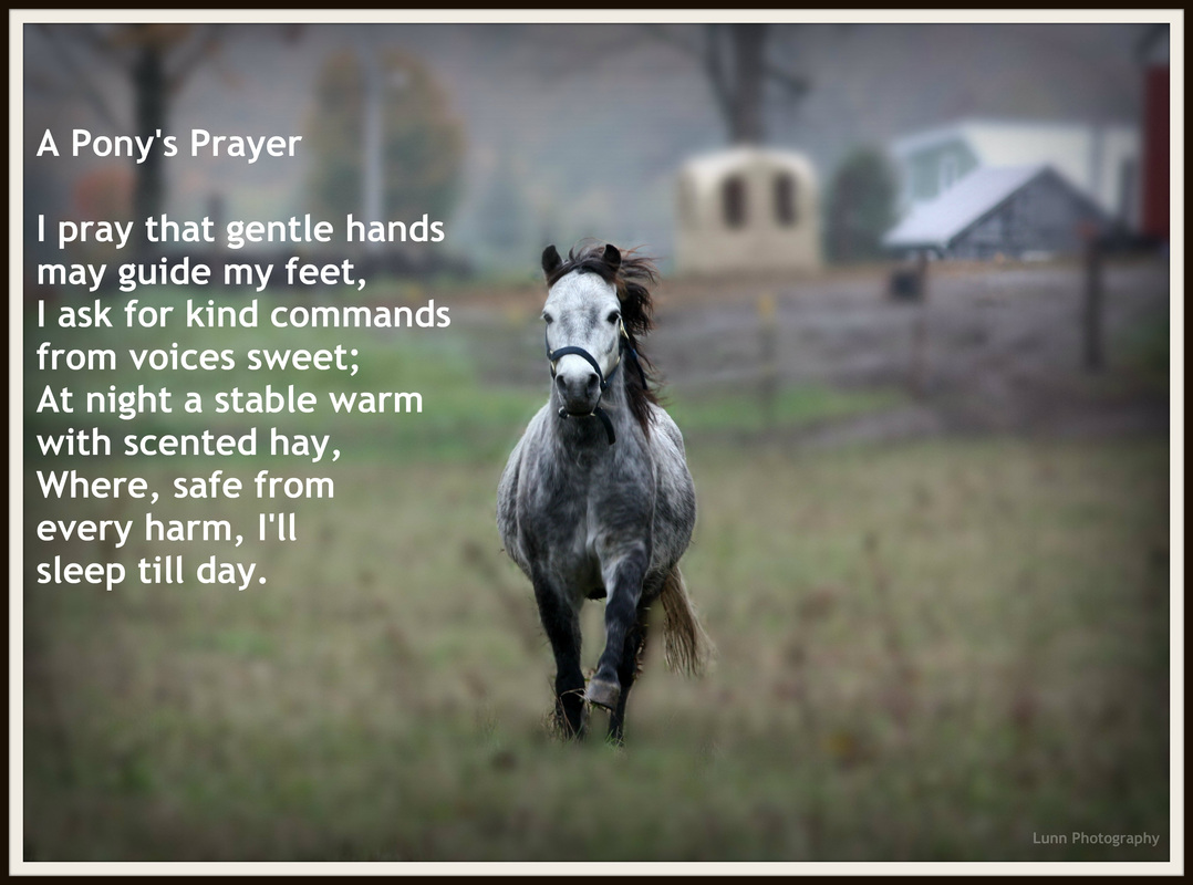 day start the cute to quotes New Horse Quotes. QuotesGram day start the cute to quotes New Horse Quotes. QuotesGram