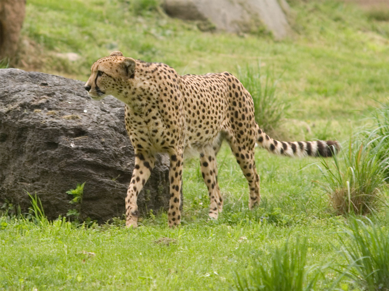 Cheetahs Predators And Prey Quotes. QuotesGram