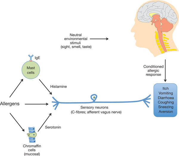 рефлекторное чихание человека последовательность. рефлекторное чихание человека последовательность. дыхательные рефлексы кашель чихание. кашлевой рефлекс дуга. чихание и кашель кратко.