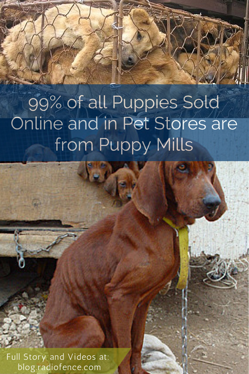 Puppy Mill Quotes. QuotesGram