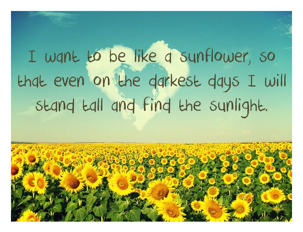 August Sunflower Quotes. QuotesGram