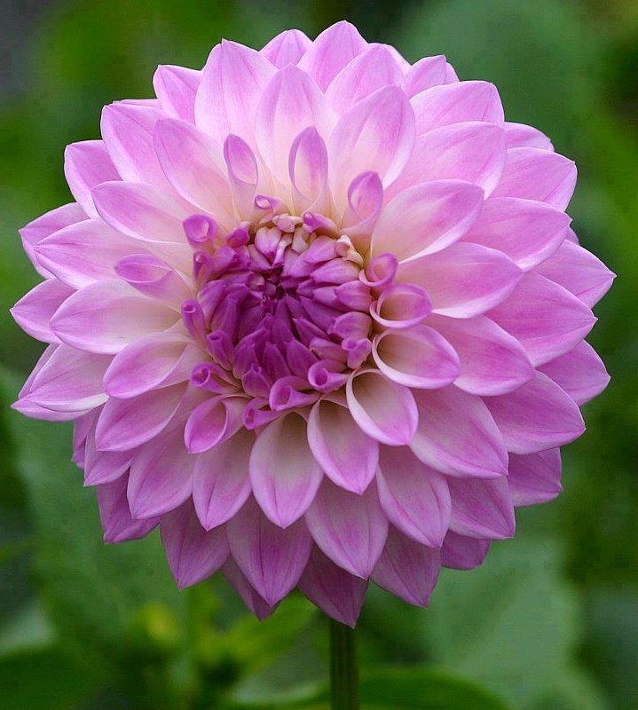 Delilah Flower Quotes. QuotesGram