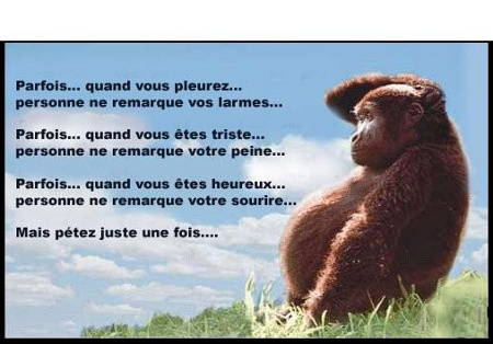 Parfait Funny Quotes Quotesgram