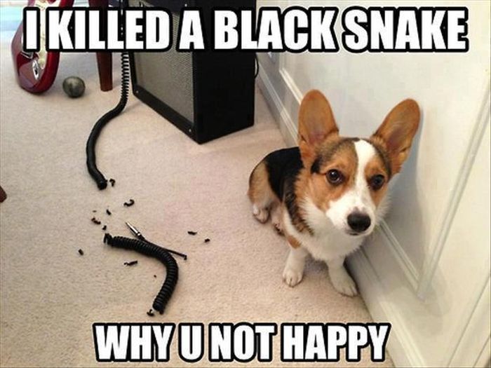 Funny Quotes About Snakes. QuotesGram