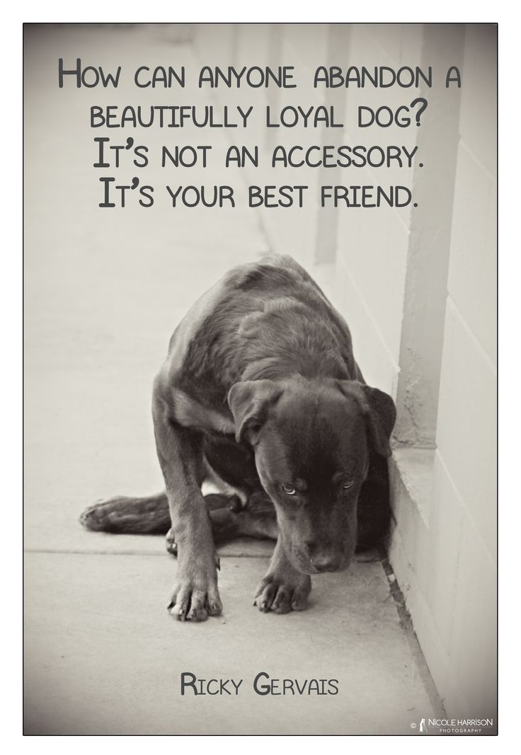 Dog Rescue Quotes And Sayings Animal Adoption Quotes And Sayings. Quotesgram Dog Rescue Quotes And Sayings Animal Adoption Quotes And Sayings. Quotesgram