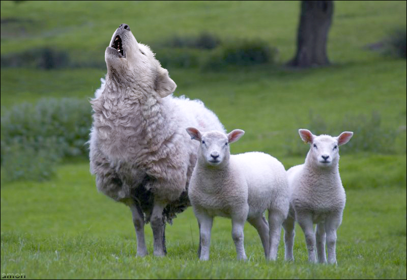 Wolves In Sheeps Clothing Quotes. QuotesGram