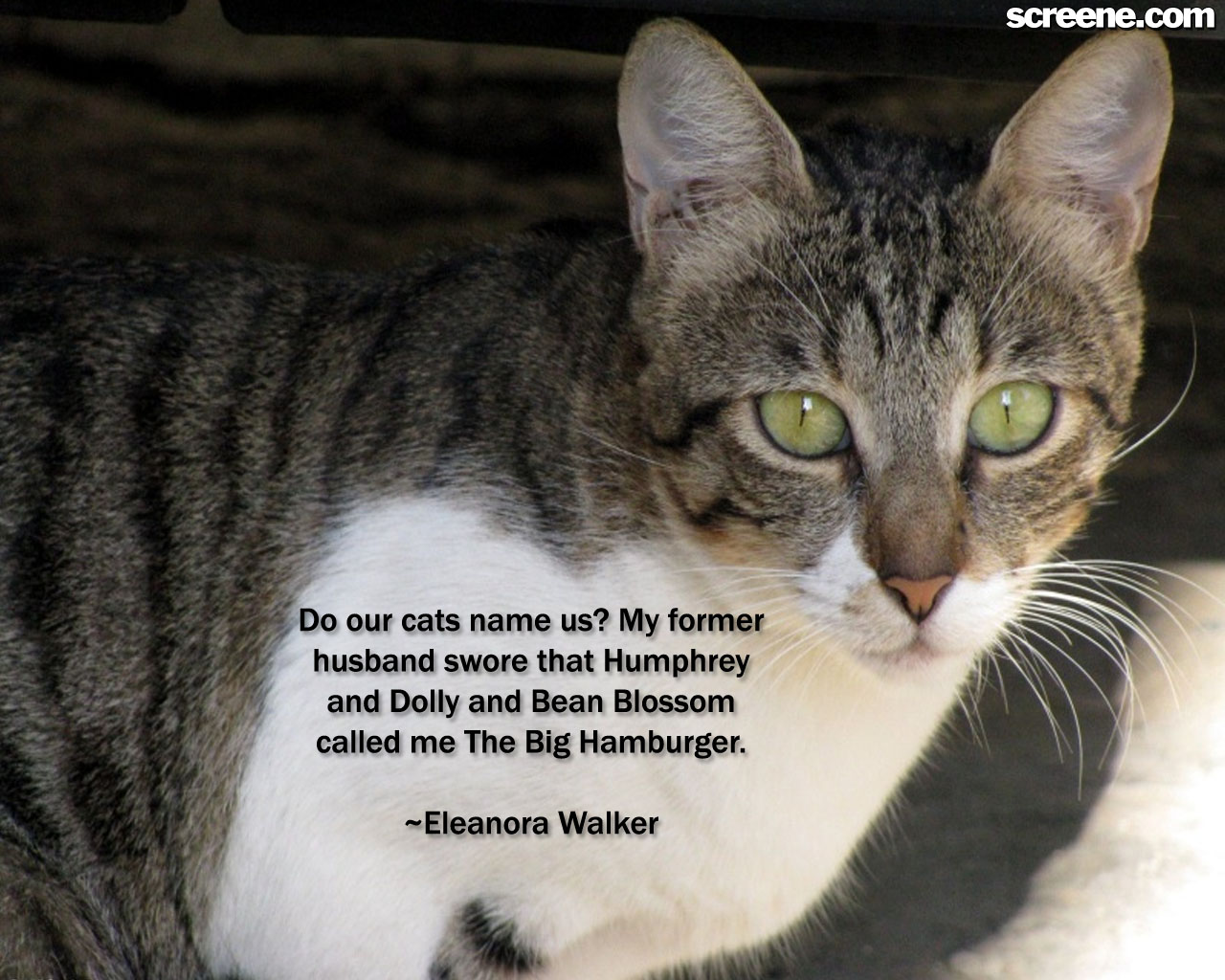 Inspirational Cat Quotes QuotesGram