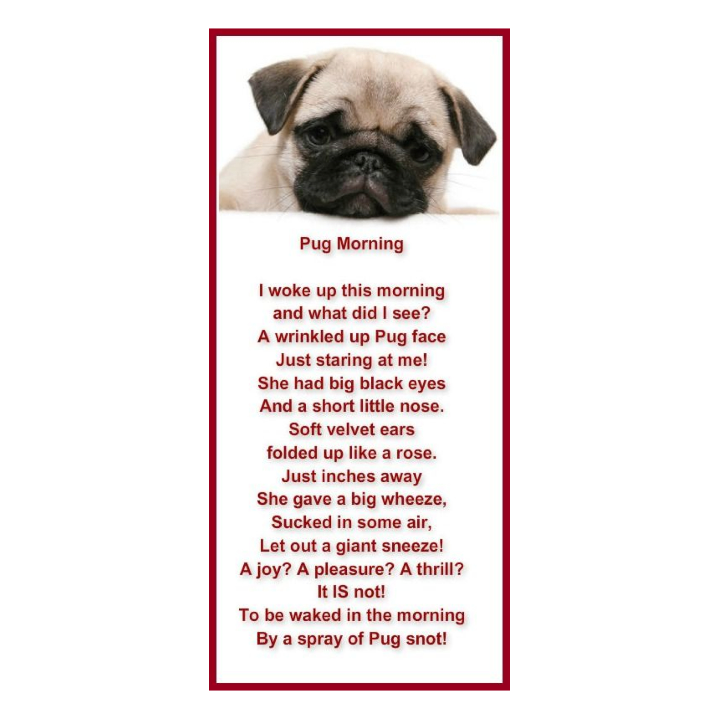 Uplifting Friendship Quotes With Pugs. QuotesGram
