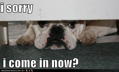 Sorry Dog Quotes Quotesgram