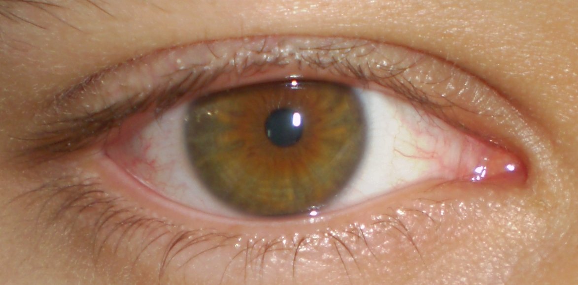 brown hazel eyes brown hazel eyes