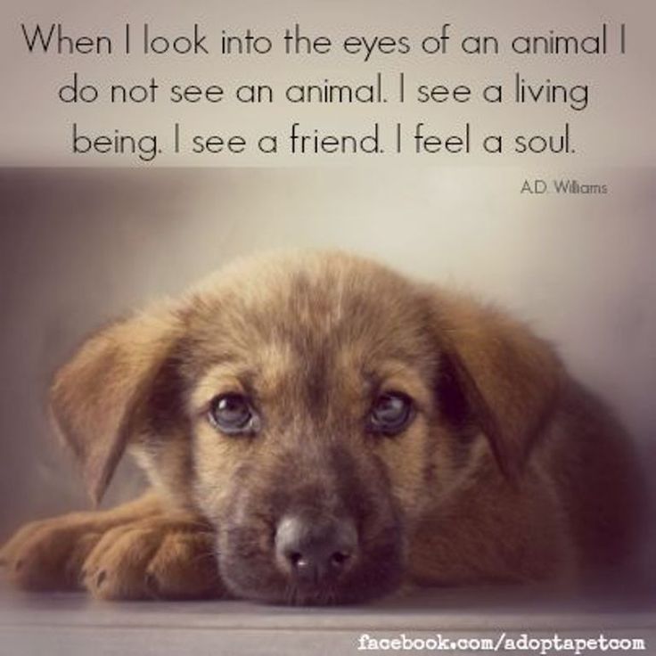 Inspirational Quotes About Animals. QuotesGram
