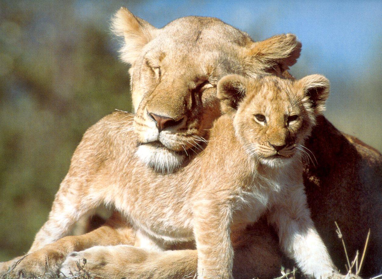 Baby Lion Quotes. QuotesGram