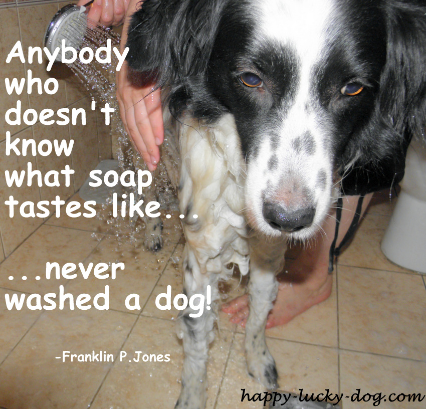 Dog Bath Quotes QuotesGram
