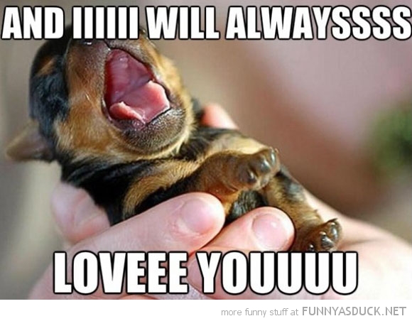 I Will Forever Love You Dog Quotes. QuotesGram