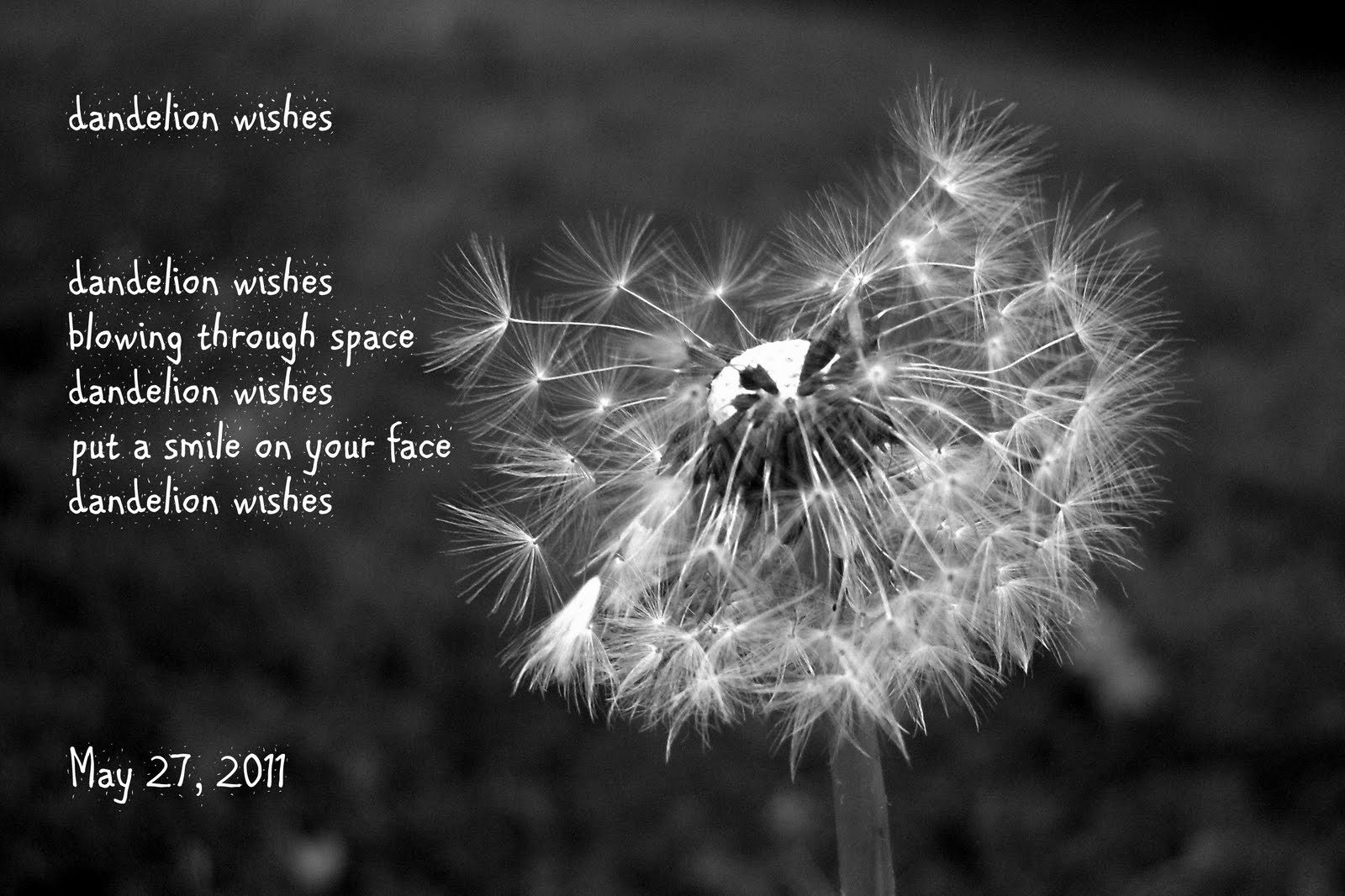 Dandelion Wish Quotes QuotesGram