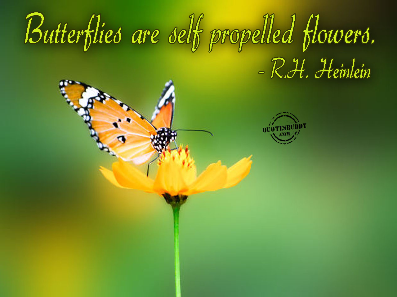  Butterfly  Quotes  Inspirational  QuotesGram