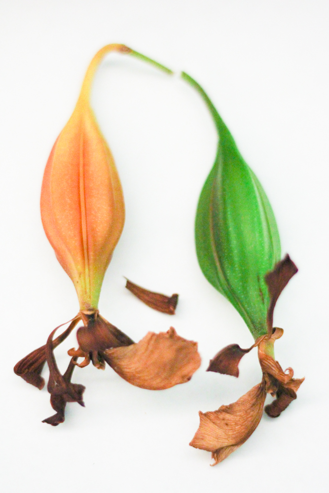 1293791801 orchid seed pods