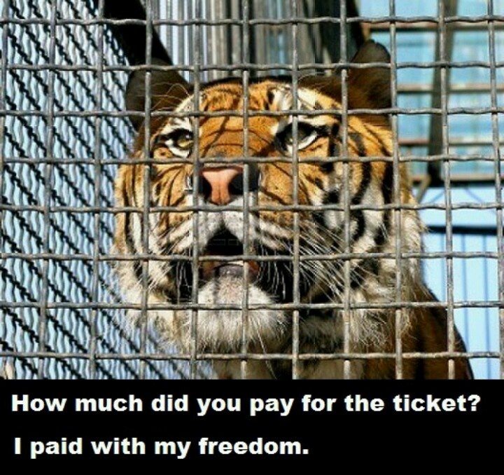 animals-in-captivity-quotes-quotesgram
