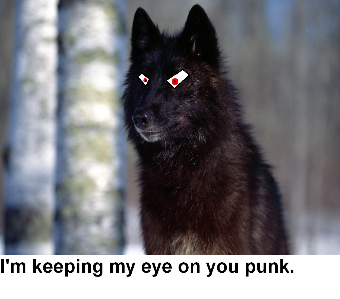 Funny Quotes With Wolves. QuotesGram Funny Quotes With Wolves. QuotesGram