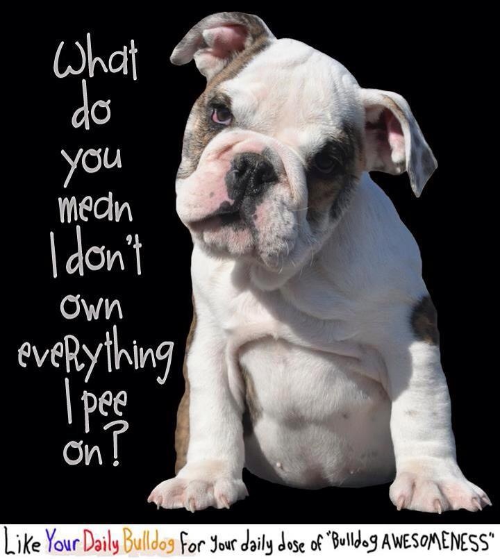 Funny English Quotes About. QuotesGram