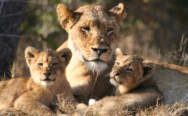 lioness protecting her cubs lioness protecting her cubs
