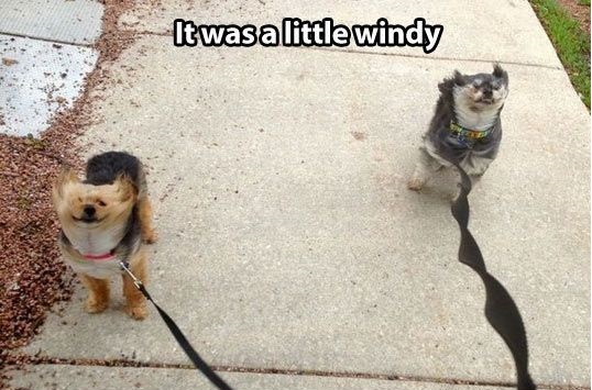 Windy Weather Funny Quotes. QuotesGram
