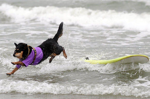 Funny Surfer Quotes