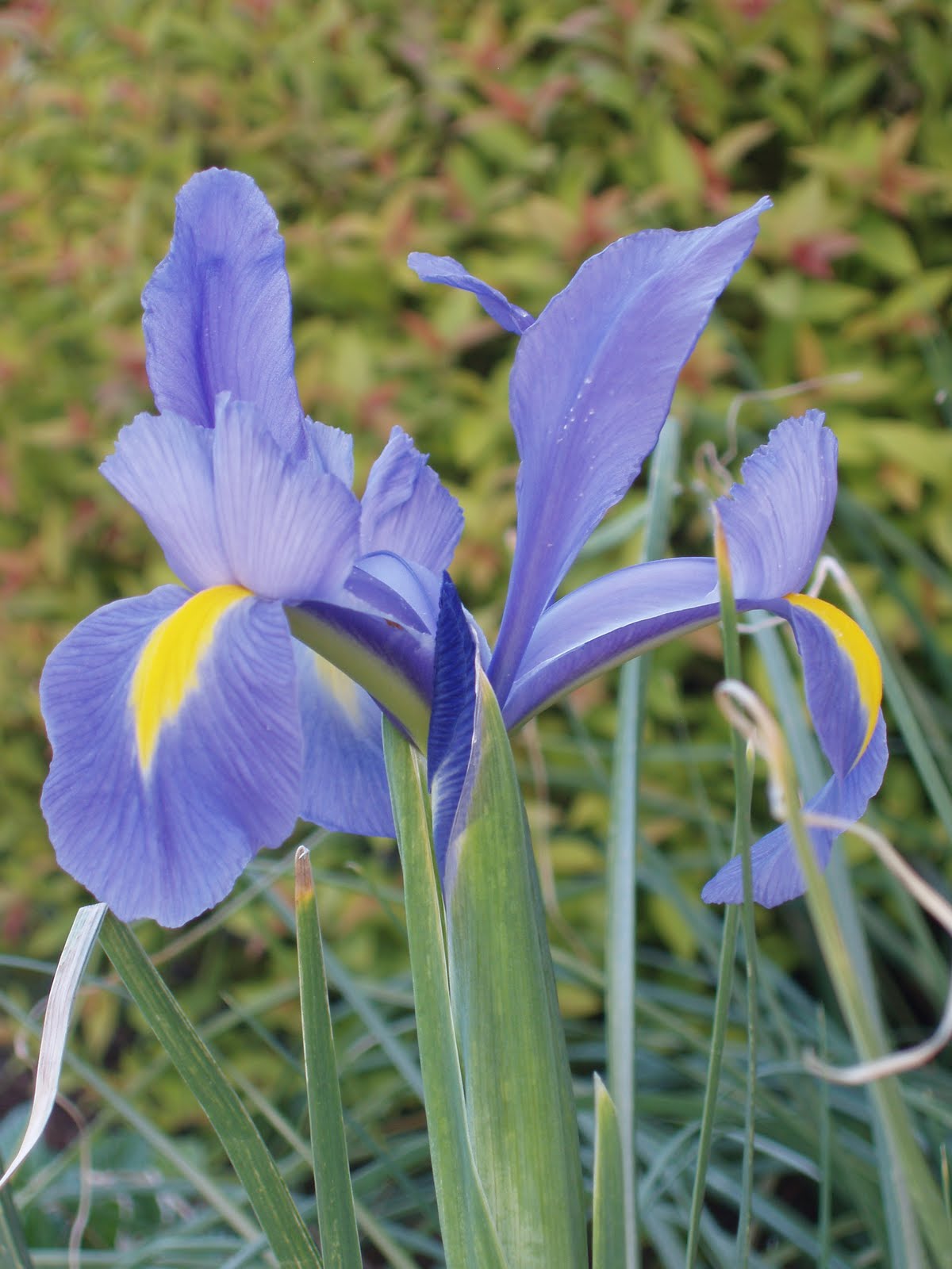 Iris Flower Quotes. QuotesGram