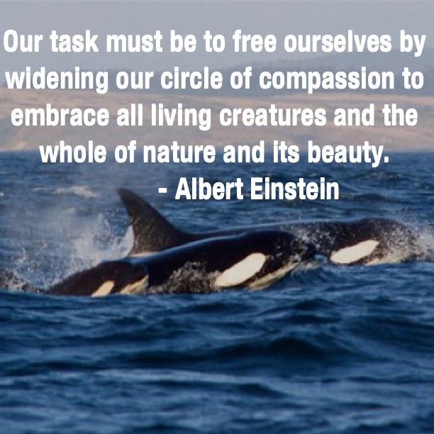 Whales With Quotes And Sayings. QuotesGram