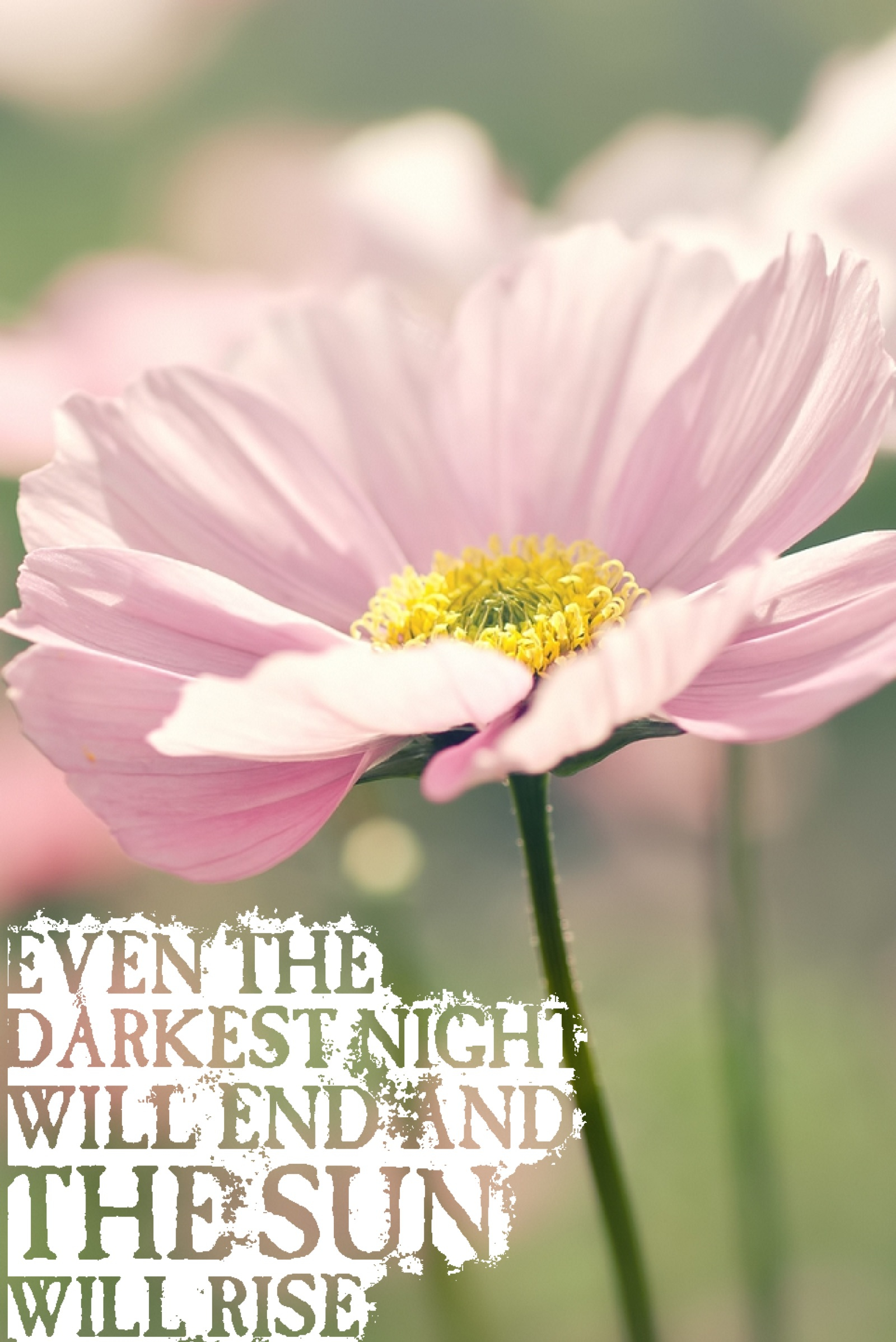  Quotes  About Pink  Flowers QuotesGram