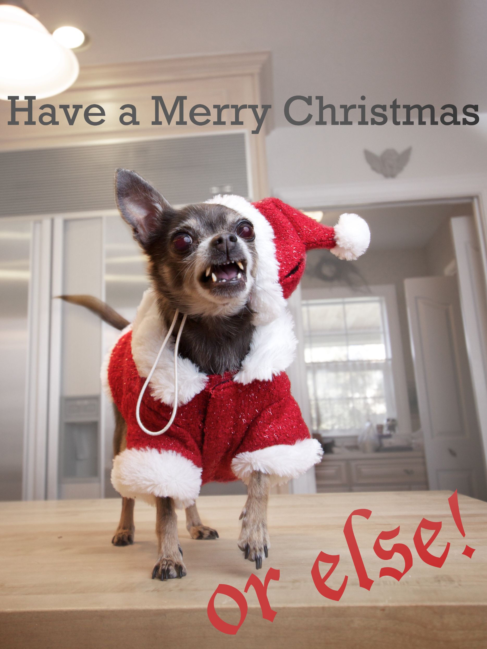 Christmas Dog Quotes QuotesGram