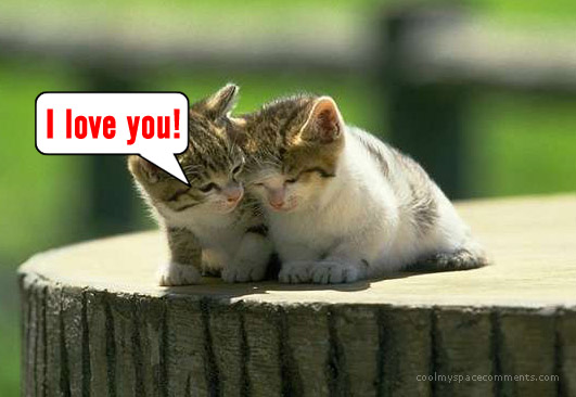 Kitten Love You Quotes. QuotesGram