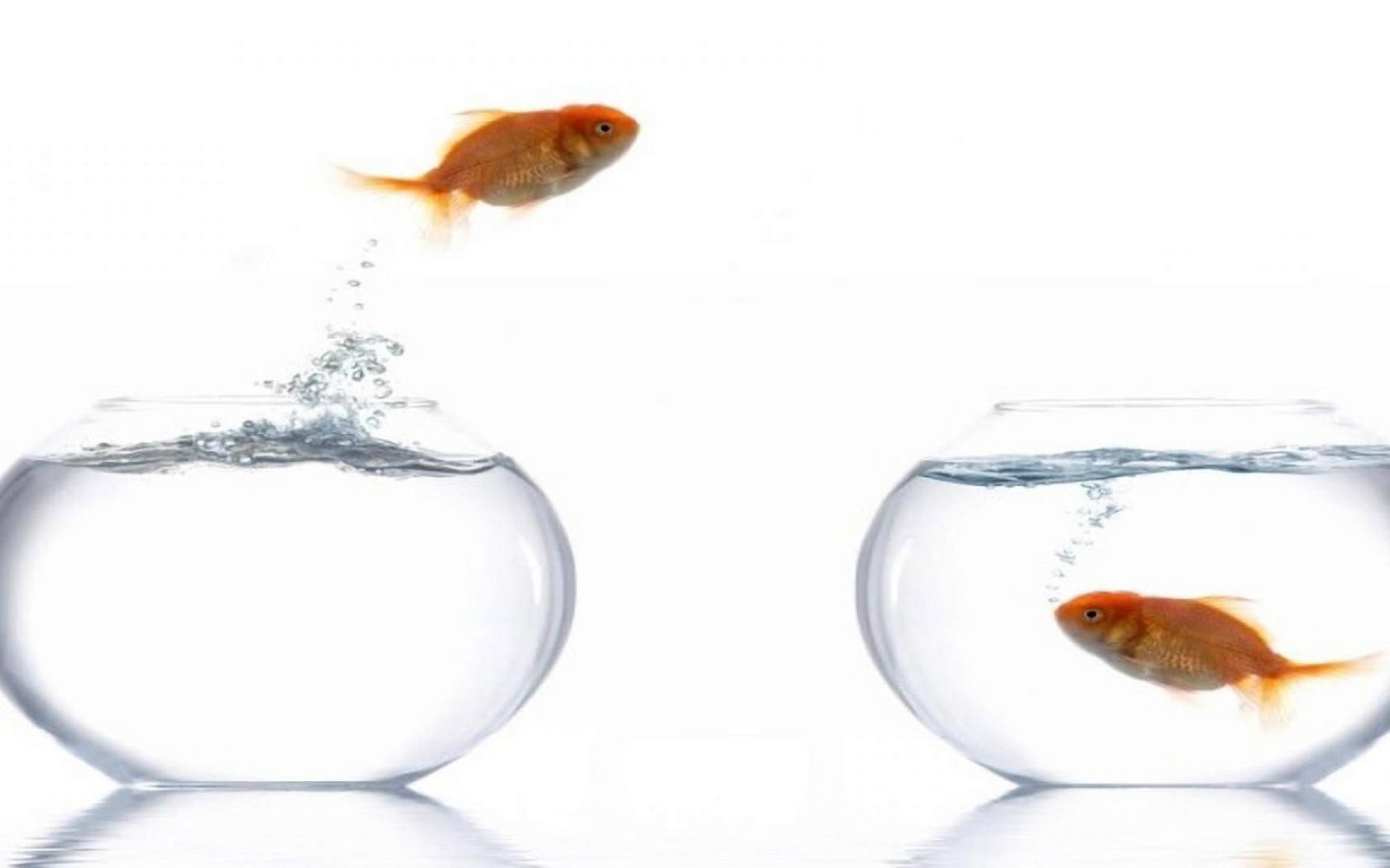 Quotes About Fish Bowls. QuotesGram