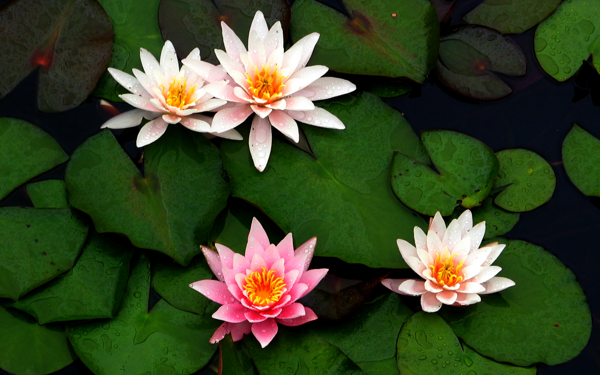 Quotes About Lily Pads. QuotesGram