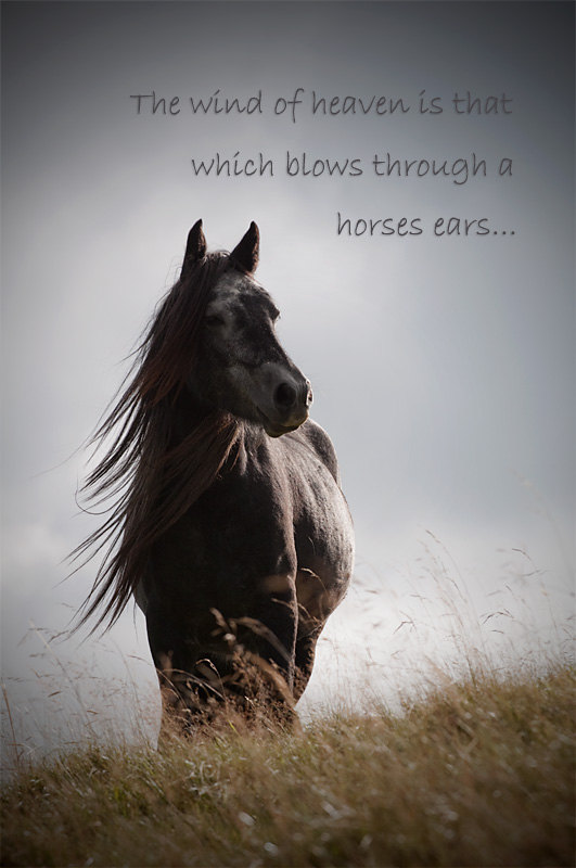 Quotes Loss Of A Horse. QuotesGram