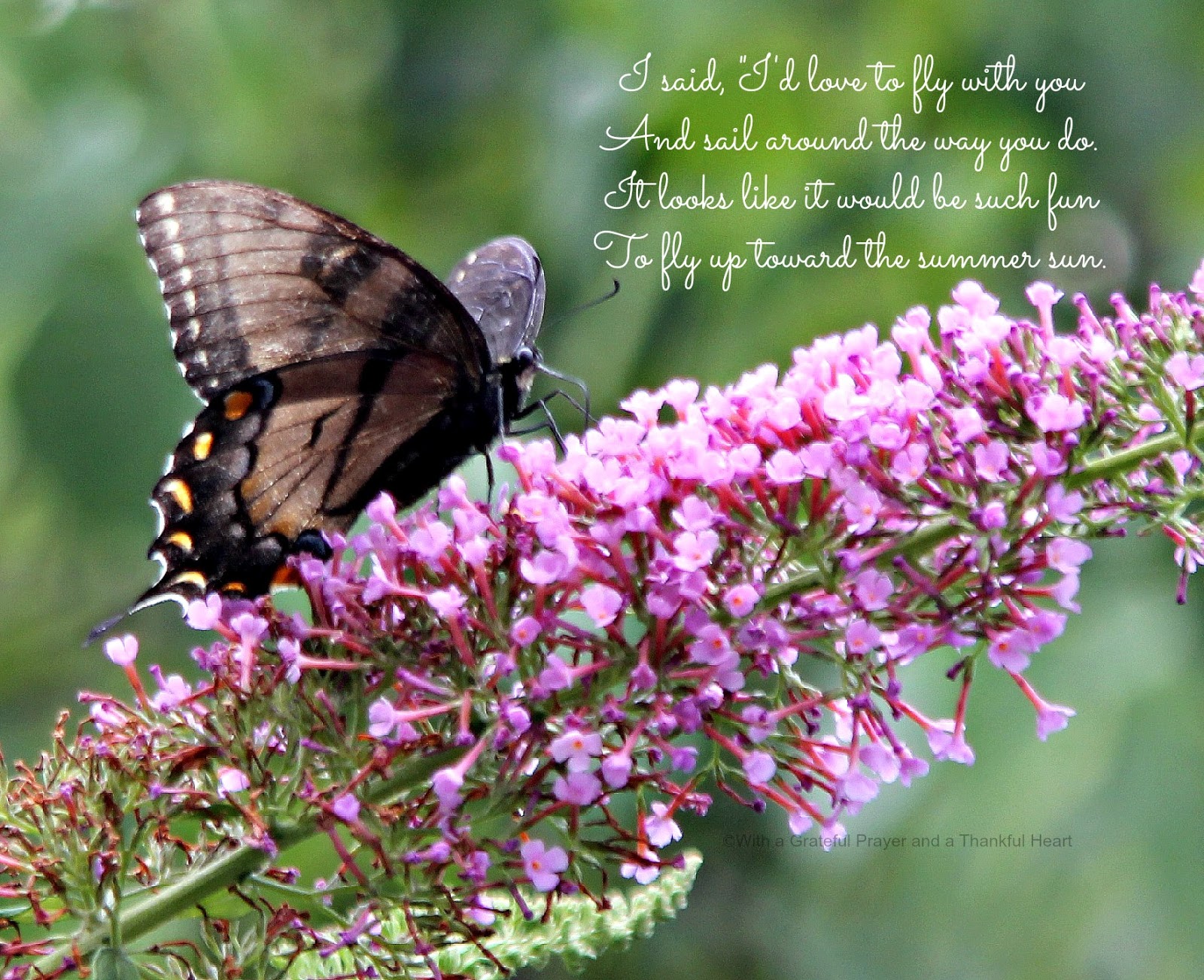 Mom Quotes Butterfly 1. QuotesGram