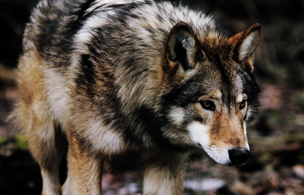 Quotes Wolf Beta Female. QuotesGram