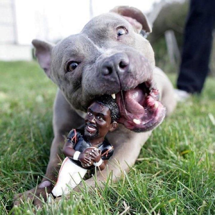 Michael Vick Dog Fighting Quotes. QuotesGram