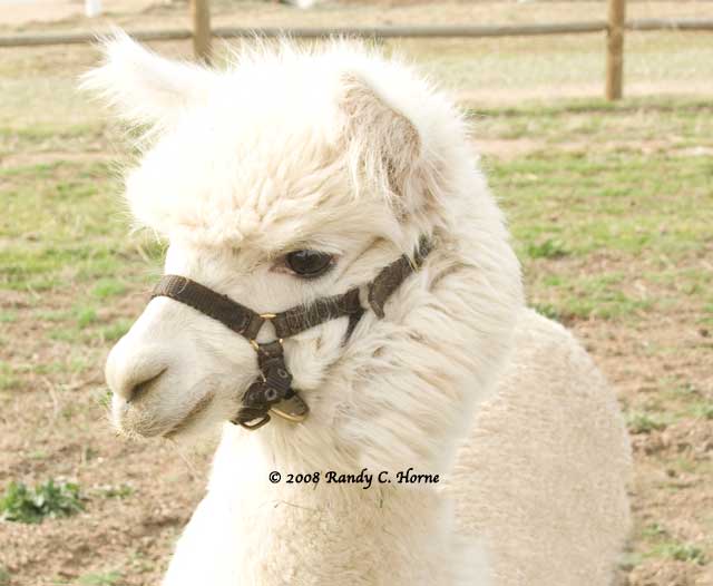 Quotes About Alpacas. QuotesGram