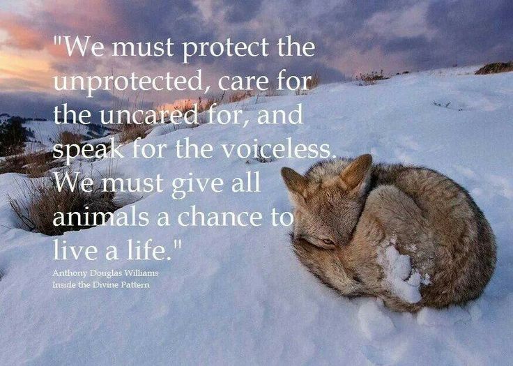 Quotes About Kindness To Animals. QuotesGram