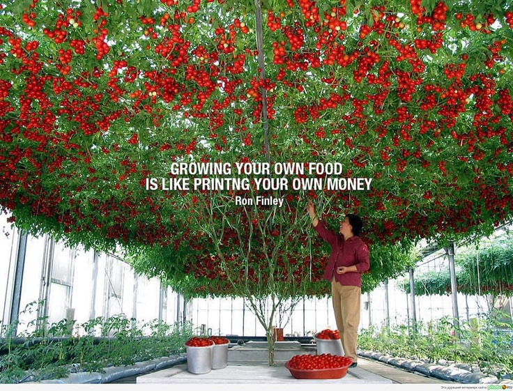 Tomato Quotes. QuotesGram