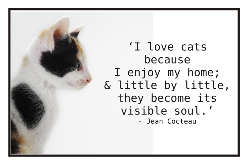 It s my cat. Quotes about Cats. I Love my Cat. Love for Cat quotes. Cat quotes тетрадь.