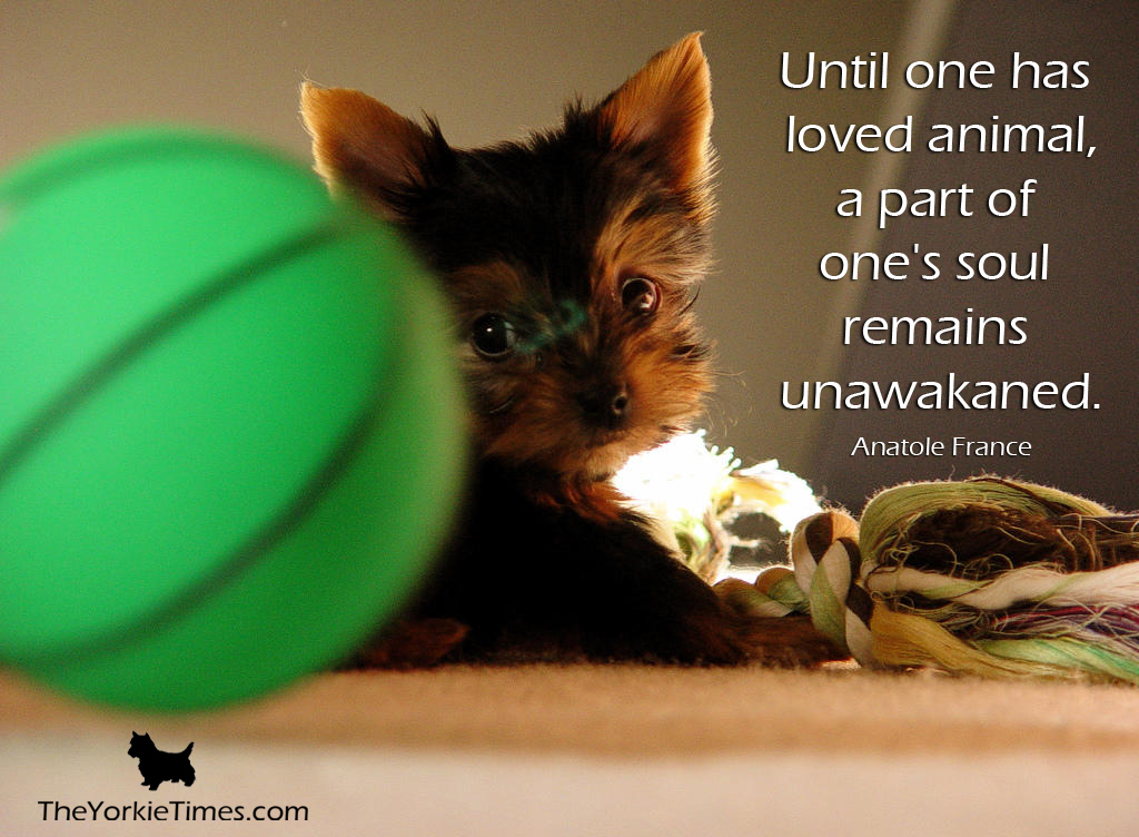 Yorkie Puppy Love Quotes. QuotesGram