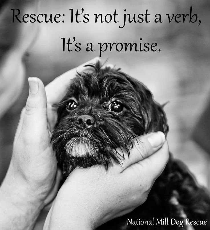 Pet Rescue Quotes Quotesgram