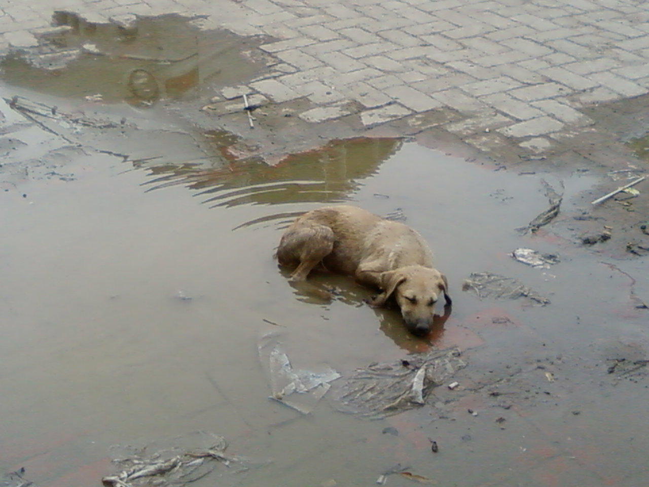 Quotes About Abandoned Animals. QuotesGram