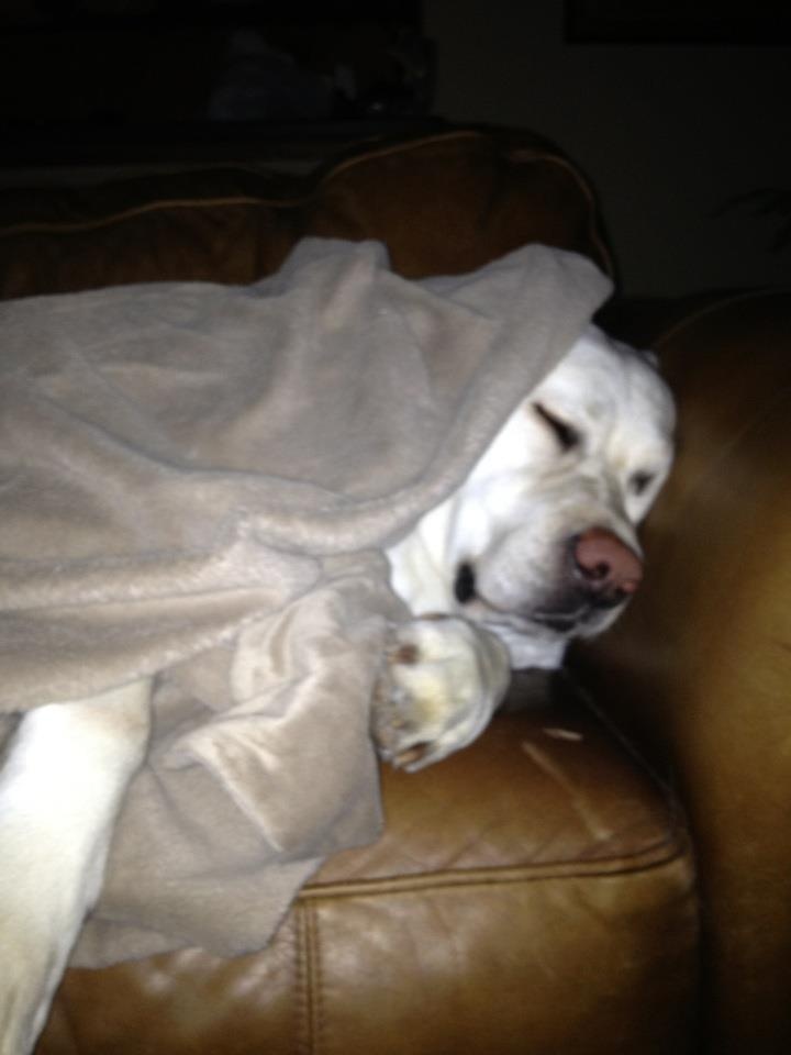 spoiled-dog-quotes-quotesgram